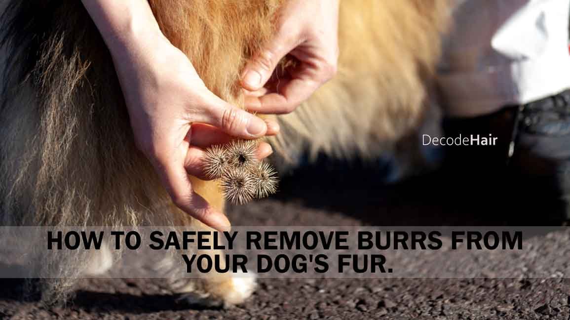 How to safely remove burrs from your dog's fur